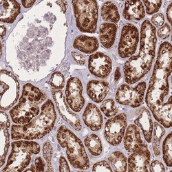 OR10Q1 Antibody, Novus Biologicals:Antibodies:Primary Antibodies