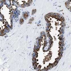 OR1-39 Antibody, Novus Biologicals 0.1mL; Unlabeled:Antibodies, Polyclonal