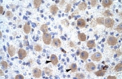 OR13C9 Antibody, Novus Biologicals 100&mu;L; Unlabeled:Antibodies, Polyclonal
