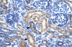 OR13C9 Antibody, Novus Biologicals 100&mu;L; Unlabeled:Antibodies, Polyclonal