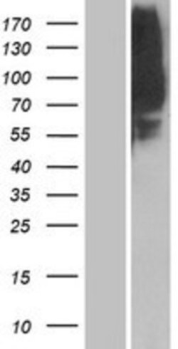 Novus Biologicals&trade;&nbsp;OR1L8 Overexpression Lysate