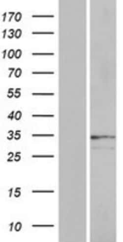 Novus Biologicals&trade;&nbsp;OR2A25 Overexpression Lysate