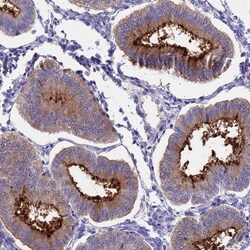 OR2AE1 Antibody, Novus Biologicals 0.1mL; Unlabeled:Antibodies, Polyclonal