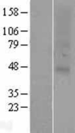 Novus Biologicals&trade;&nbsp;OR2C1 Overexpression Lysate