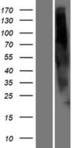 Novus Biologicals&trade;&nbsp;OR2G6 Overexpression Lysate
