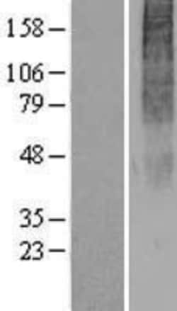 Novus Biologicals&trade;&nbsp;OR2H2 Overexpression Lysate
