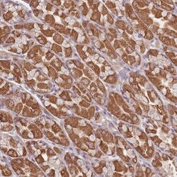 OR2M4 Antibody, Novus Biologicals 0.1mL; Unlabeled:Antibodies, Polyclonal