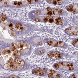 OR2T10 Antibody, Novus Biologicals:Antibodies:Primary Antibodies