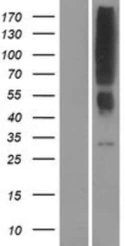 Novus Biologicals&trade;&nbsp;OR2T12 Overexpression Lysate