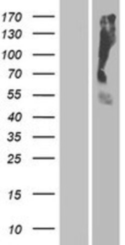 Novus Biologicals&trade;&nbsp;OR2T35 Overexpression Lysate
