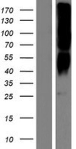 Novus Biologicals&trade;&nbsp;OR2T8 Overexpression Lysate