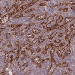 OR2V2 Antibody, Novus Biologicals 0.1 mL | Buy Online | Novus Biologicals | Fisher Scientific