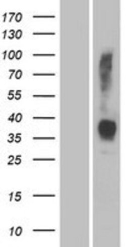 Novus Biologicals&trade;&nbsp;OR2W3 Overexpression Lysate
