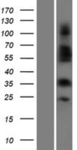 Novus Biologicals&trade;&nbsp;OR4C3 Overexpression Lysate