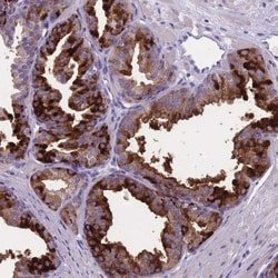 OR4C5 Antibody, Novus Biologicals:Antibodies:Primary Antibodies