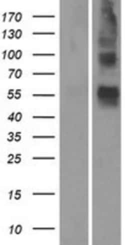Novus Biologicals&trade;&nbsp;OR4S1 Overexpression Lysate