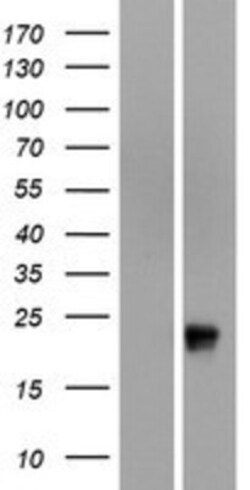 Novus Biologicals&trade;&nbsp;OR51G1 Overexpression Lysate