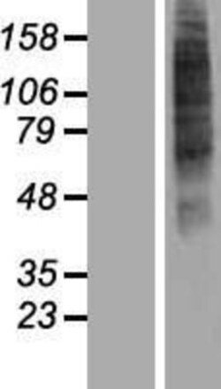 Novus Biologicals&trade;&nbsp;OR52I2 Overexpression Lysate