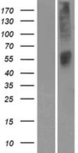 Novus Biologicals&trade;&nbsp;OR52L1 Overexpression Lysate