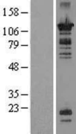 Novus Biologicals&trade;&nbsp;OR52N1 Overexpression Lysate
