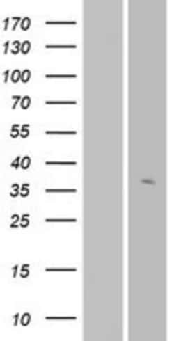 Novus Biologicals&trade;&nbsp;OR56A3 Overexpression Lysate