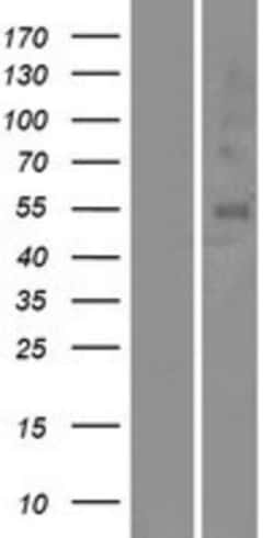Novus Biologicals&trade;&nbsp;OR5A1 Overexpression Lysate
