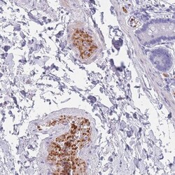 OR5D16 Antibody, Novus Biologicals 0.1mL; Unlabeled:Antibodies, Polyclonal