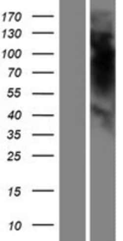 Novus Biologicals&trade;&nbsp;OR5K4 Overexpression Lysate