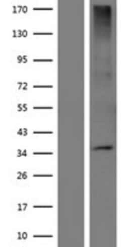 Novus Biologicals&trade;&nbsp;OR5W2 Overexpression Lysate