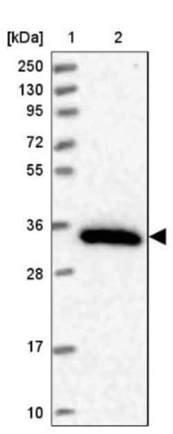 OR7C1 Antibody, Novus Biologicals 25 &mu;L, Unlabeled:Antibodies, Polyclonal