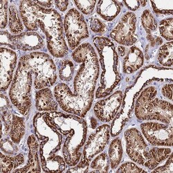 OR8S1 Antibody, Novus Biologicals 25 &mu;L, Unconjugated:Antibodies, Polyclonal