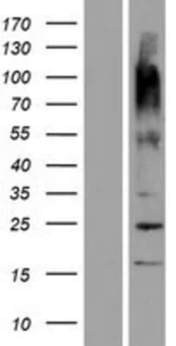 Novus Biologicals&trade;&nbsp;OR9G9 Overexpression Lysate