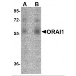 Orai1 Antibody (3F6H5) - BSA Free, Novus Biologicals 0.1mg; Unlabeled:Antibodies,