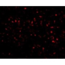 Orai1 Antibody (6D11A11) - BSA Free, Novus Biologicals 0.1mg; Unlabeled:Antibodies,
