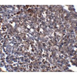 Orai1 Antibody (6D11A11) - BSA Free, Novus Biologicals 0.1mg; Unlabeled:Antibodies,