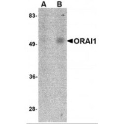 Orai1 Antibody (6D11A11) - BSA Free, Novus Biologicals 0.1mg; Unlabeled:Antibodies,