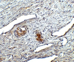 Orai1 Antibody - BSA Free, Novus Biologicals 0.1mg; Unlabeled:Antibodies,