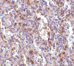 Orai1 Antibody - BSA Free, Novus Biologicals 0.1mg; Unlabeled:Antibodies,