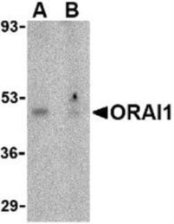 Novus Biologicals&trade;&nbsp;Orai1 Antibody Blocking Peptide