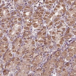 Orai2 Antibody, Novus Biologicals:Antibodies:Primary Antibodies