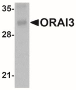ORAI3 Antibody (1B4F1) - BSA Free, Novus Biologicals 0.025 mg, Unlabeled:Antibodies,