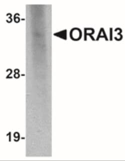 ORAI3 Antibody (2H2G9) - BSA Free, Novus Biologicals 0.1mg; Unlabeled:Antibodies,