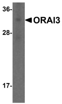 ORAI3 Antibody (2H2G9) - BSA Free, Novus Biologicals 0.1mg; Unlabeled:Antibodies,