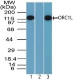 ORC1 Antibody, Novus Biologicals:Antibodies:Primary Antibodies