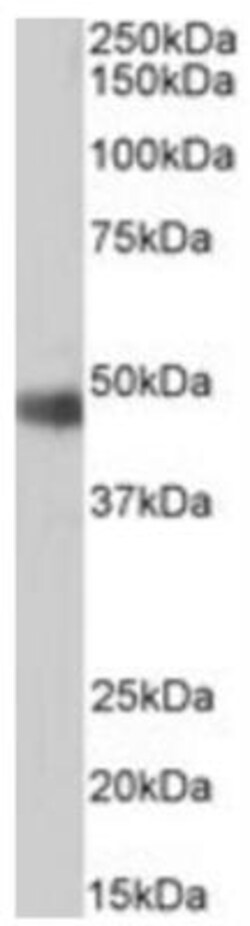 ORC4L Antibody, Novus Biologicals 0.1mg; Unlabeled:Antibodies, Polyclonal