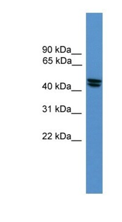 ORL1/OPRL1 Antibody, Novus Biologicals 20&mu;L; Unlabeled:Antibodies, Polyclonal