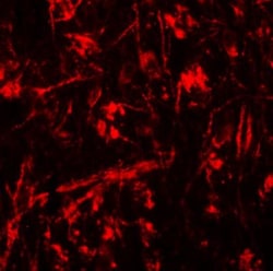 ORMDL1 Antibody - BSA Free, Novus Biologicals 0.1mg; Unlabeled:Antibodies,