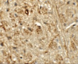 ORMDL1 Antibody - BSA Free, Novus Biologicals 0.1mg; Unlabeled:Antibodies,
