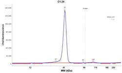 Ornithine Carbamoyltransferase Antibody, Novus Biologicals 0.1mL; Unlabeled:Antibodies,