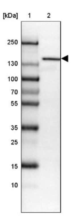ORP150/HSP12A Antibody, Novus Biologicals:Antibodies:Primary Antibodies